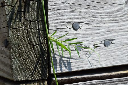 Eby Still Lifes III 013