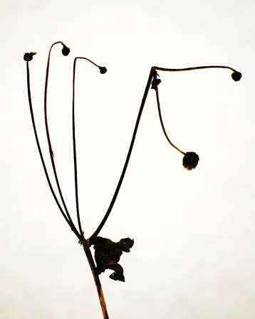 LAndre-02. TwigInSnowView2.jpg