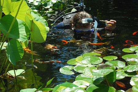 2016 moyer,c-Fish attracted to diver in lilies