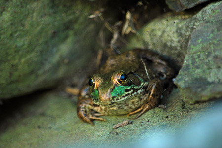 2016 moyer,c-Frog on Waterfall Rock