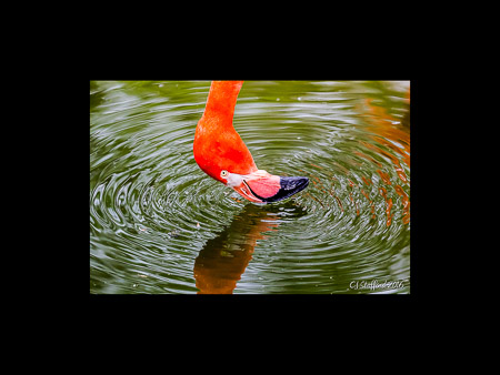 MD Zoo Field Trip-13
