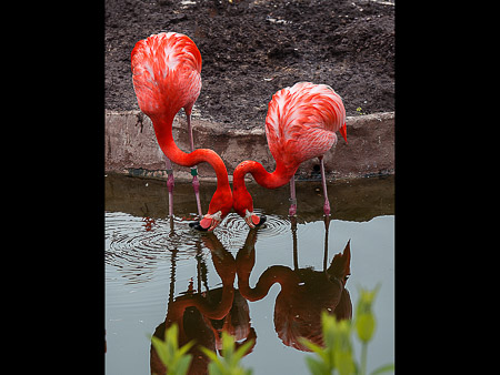 MD Zoo Field Trip-16