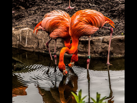 MD Zoo Field Trip-17