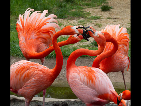 MD Zoo Field Trip-18