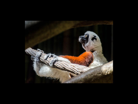 MD Zoo Field Trip-22