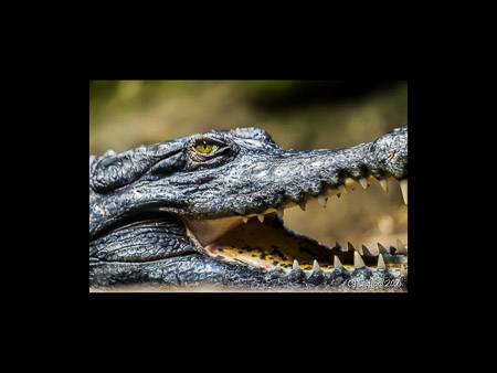 MD Zoo Field Trip-33