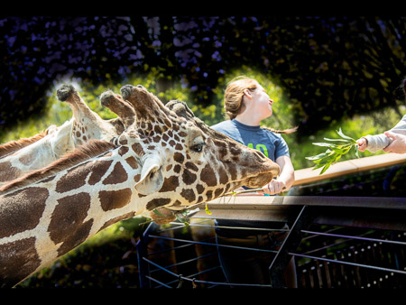 MD Zoo Field Trip-39