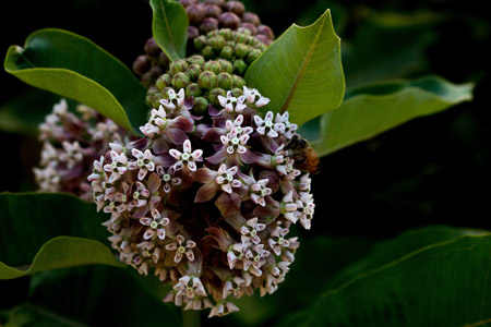 esantilli-BrooksideGardens-1