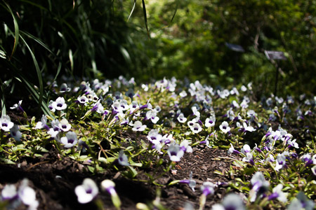 esantilli-BrooksideGardens-3