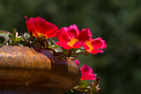 esantilli-BrooksideGardens-5
