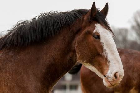 LBrice-12 Clydesdale