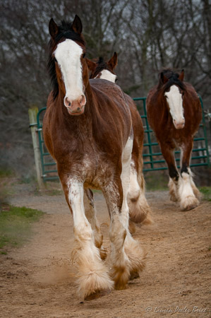 LBrice-9 Clydesdale