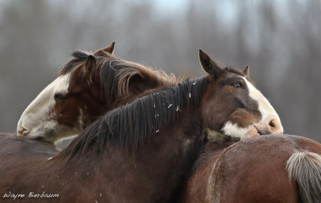 WayneB horse-2