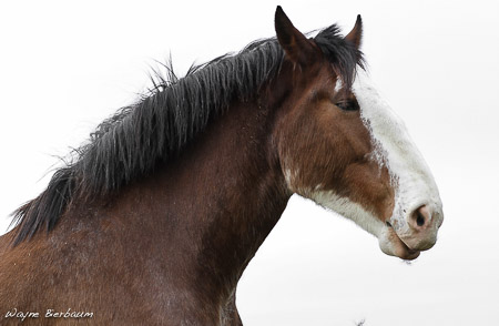 WayneB horse-3