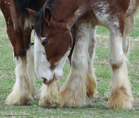 WayneB horse-5