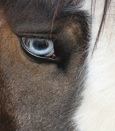WayneB horse-8