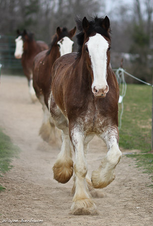 Wayneb horse