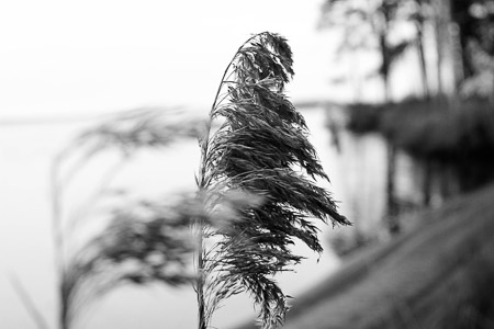 Chris_Roe_cattailbw