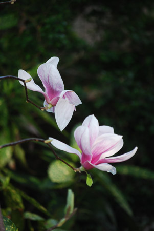 LAndre-2. Magnolia