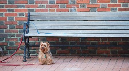 LAndre-3. Dog Waiting