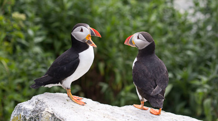 KKelly_TalkingPuffins01