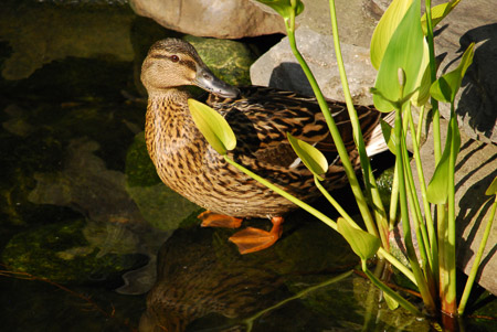 c-moyer 01_2016_Duck Posing in Soft Light
