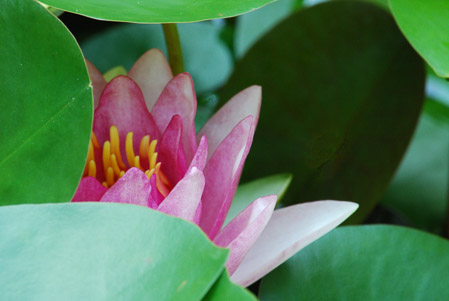 c-moyer 02_2016_Pond Lily in Leaves